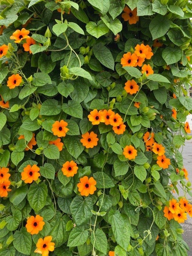 Thunbergia Assorted Staked - View 12 from www redcrocus com