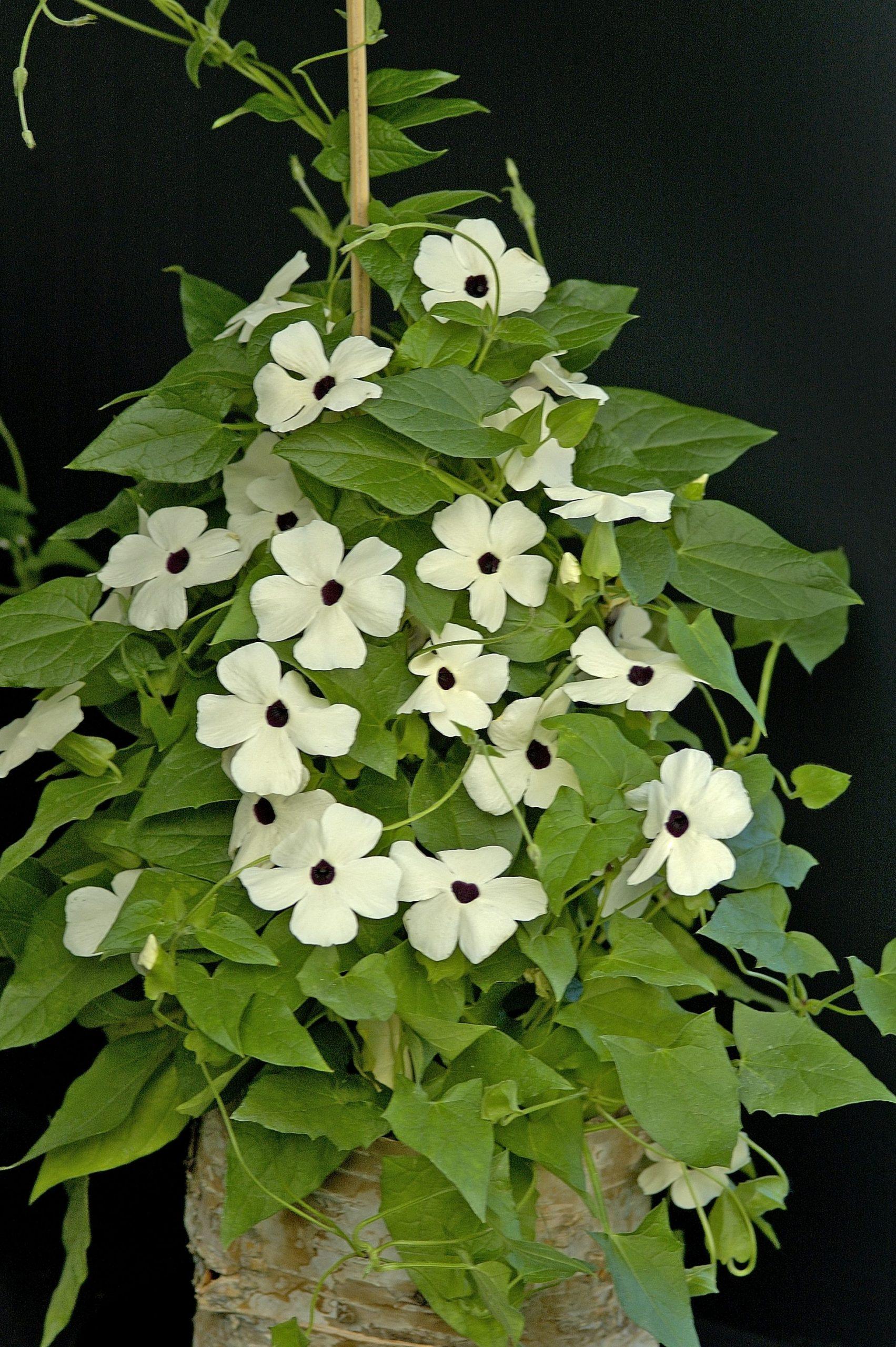 Thunbergia Assorted Staked - View 13 from www redcrocus com