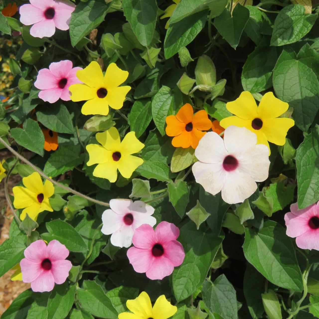 Thunbergia Assorted Staked - View 15 from www redcrocus com