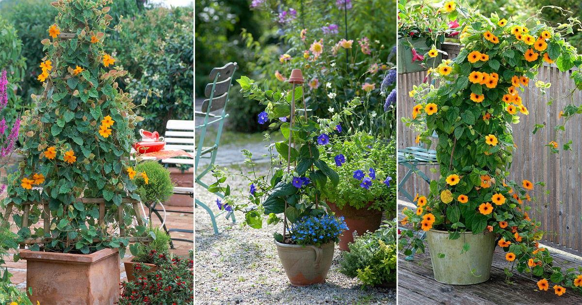 Thunbergia Assorted Staked - View 17 from www redcrocus com