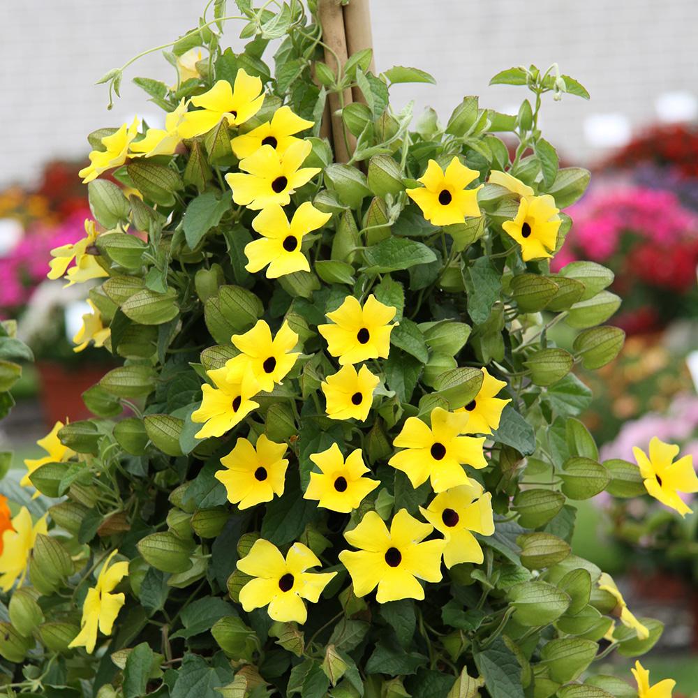 Thunbergia Assorted Staked - View 19 from www redcrocus com