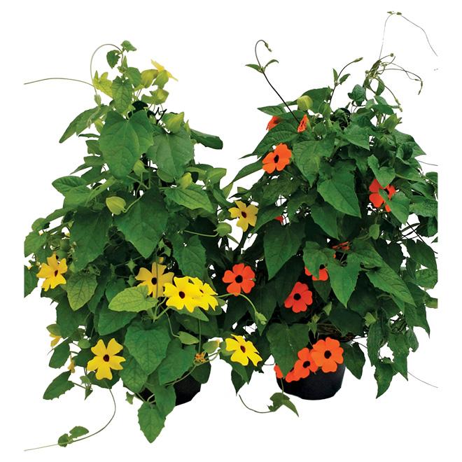 Thunbergia Assorted Staked - View 1 from www redcrocus com