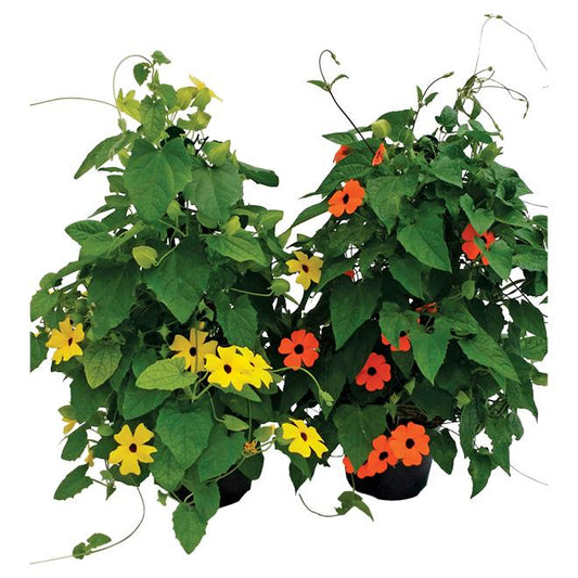 Thunbergia Assorted Staked - View 1 from www redcrocus com