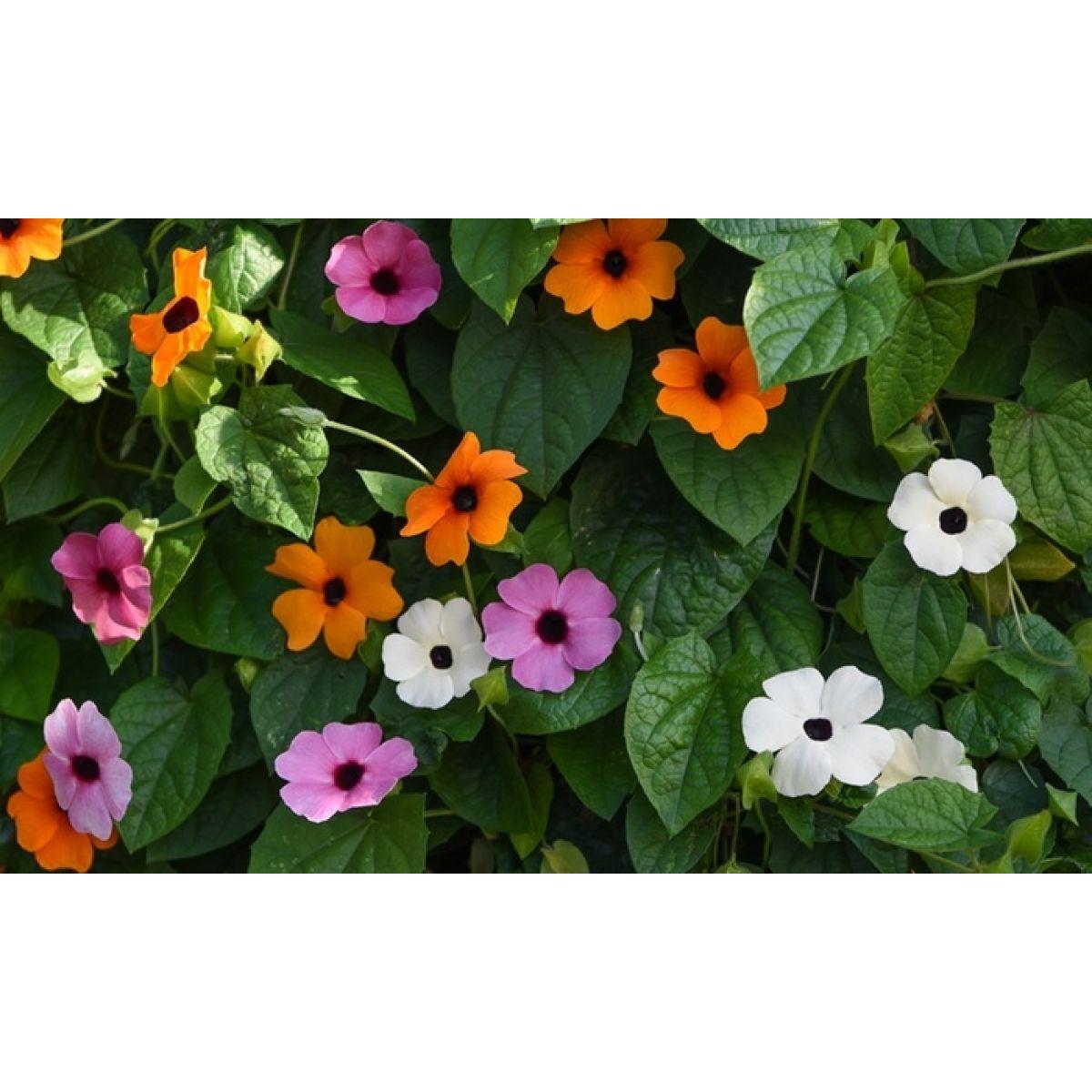 Thunbergia Assorted Staked - View 3 from www redcrocus com