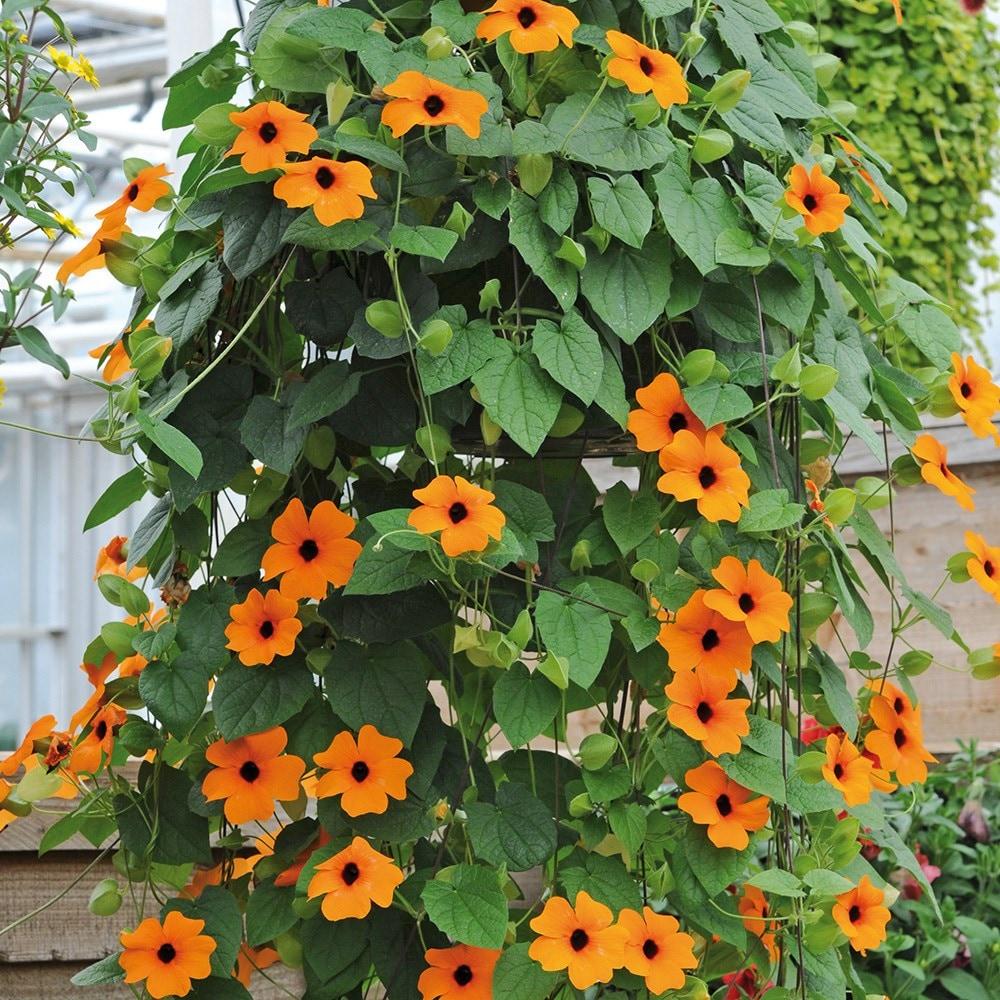 Thunbergia Assorted Staked - View 5 from www redcrocus com