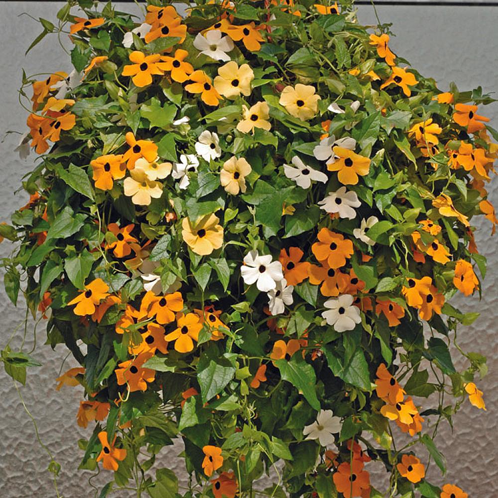 Thunbergia Assorted Staked - View 6 from www redcrocus com
