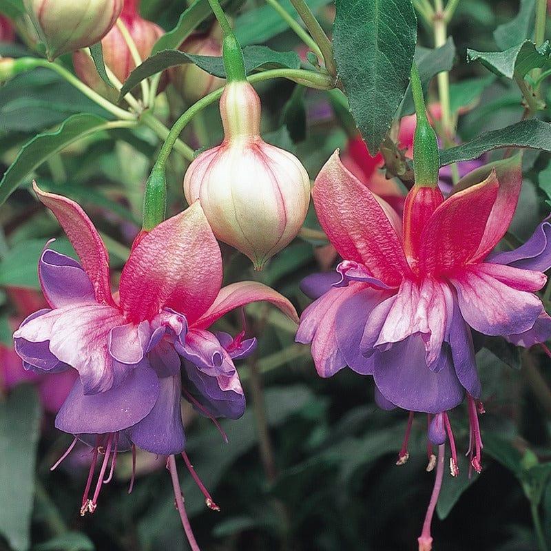Fuchsia Winston Churchill Standard - View 10 from www redcrocus com