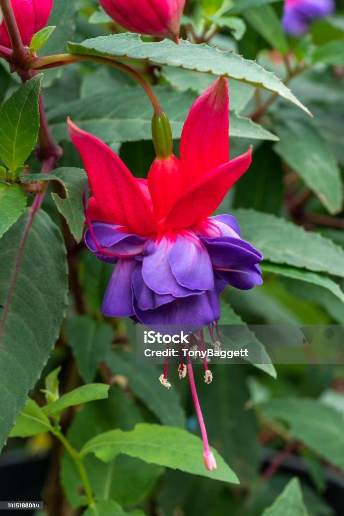 Fuchsia Winston Churchill Standard - View 11 from www redcrocus com