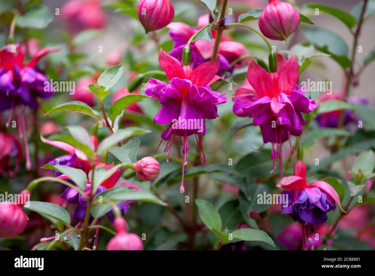 Fuchsia Winston Churchill Standard - View 13 from www redcrocus com
