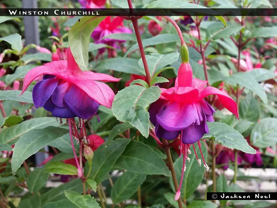 Fuchsia Winston Churchill Standard - View 14 from www redcrocus com