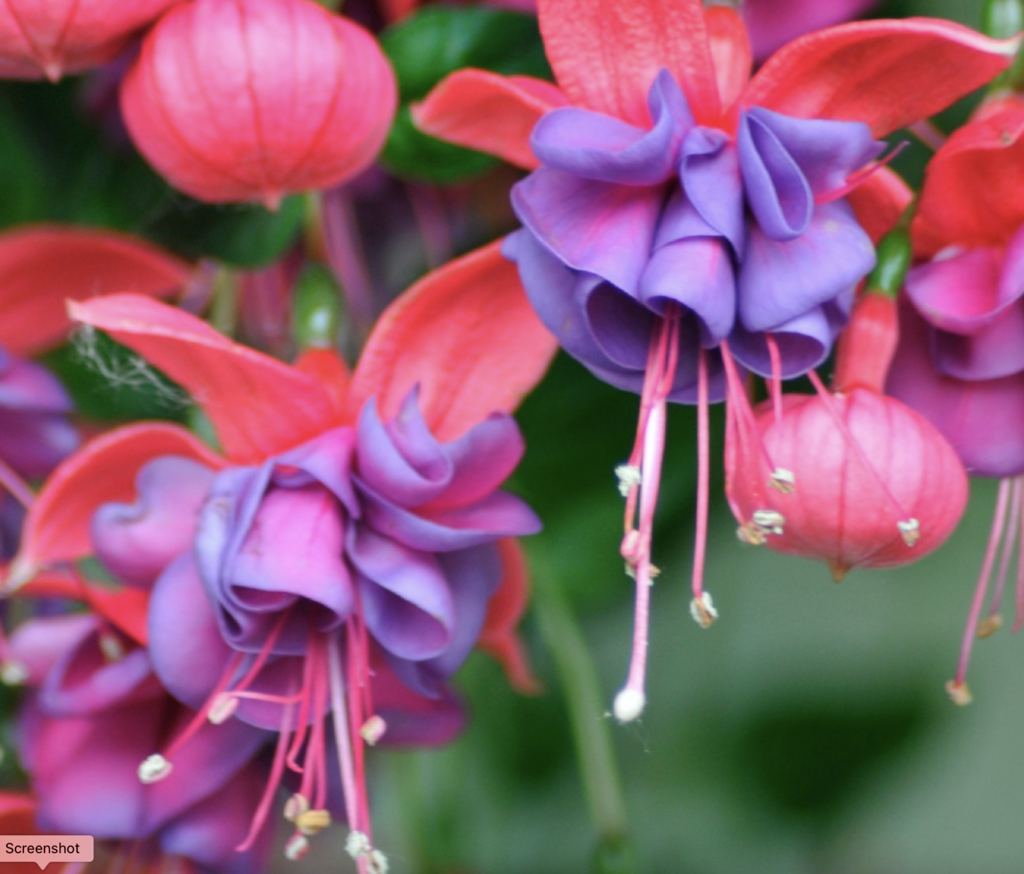Fuchsia Winston Churchill Standard - View 15 from www redcrocus com