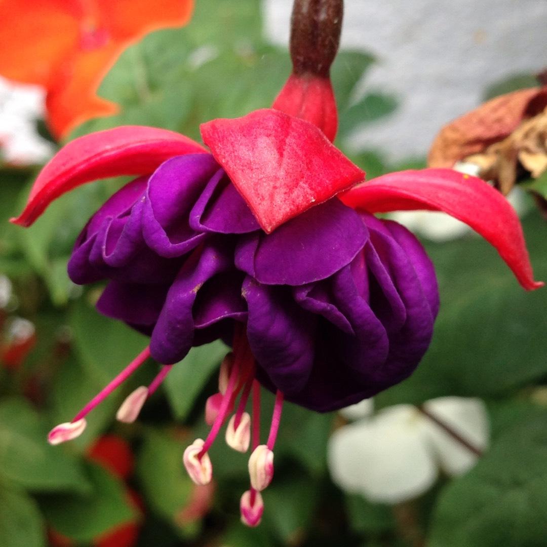 Fuchsia Winston Churchill Standard - View 16 from www redcrocus com