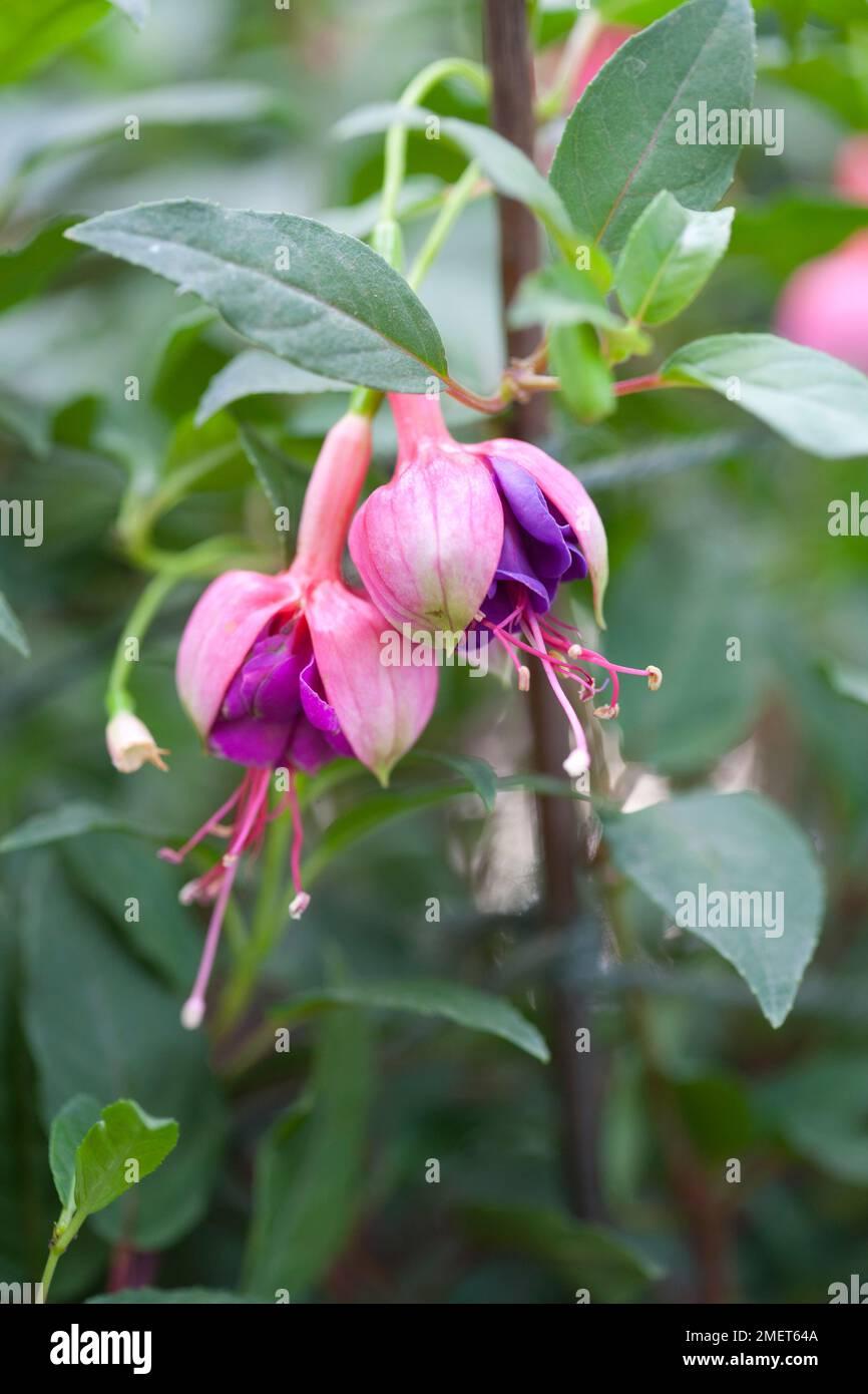 Fuchsia Winston Churchill Standard - View 17 from www redcrocus com