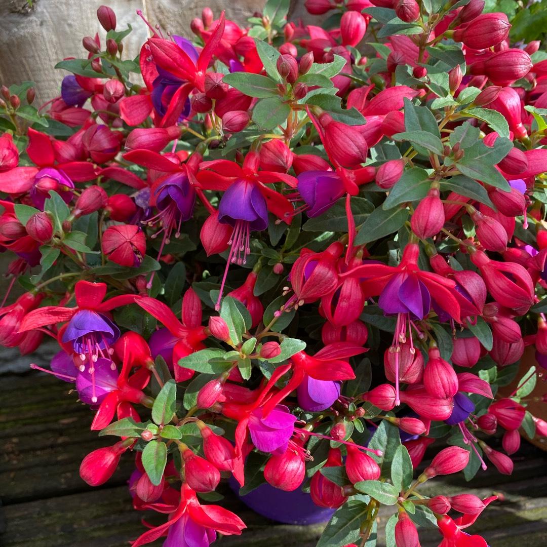 Fuchsia Winston Churchill Standard - View 2 from www redcrocus com