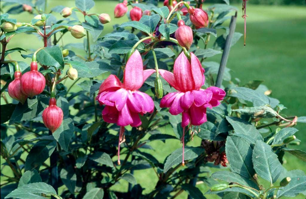 Fuchsia Winston Churchill Standard - View 4 from www redcrocus com
