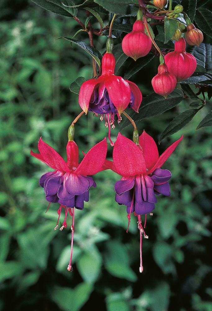 Fuchsia Winston Churchill Standard - View 5 from www redcrocus com