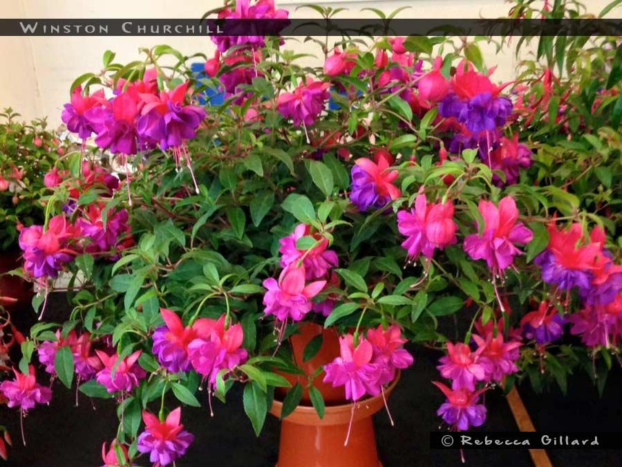 Fuchsia Winston Churchill Standard - View 6 from www redcrocus com