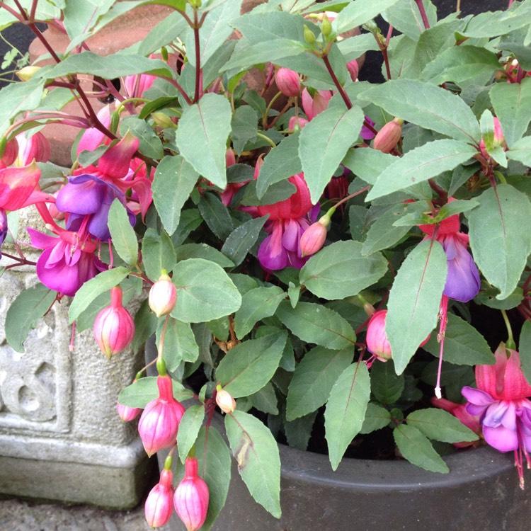 Fuchsia Winston Churchill Standard - View 8 from www redcrocus com