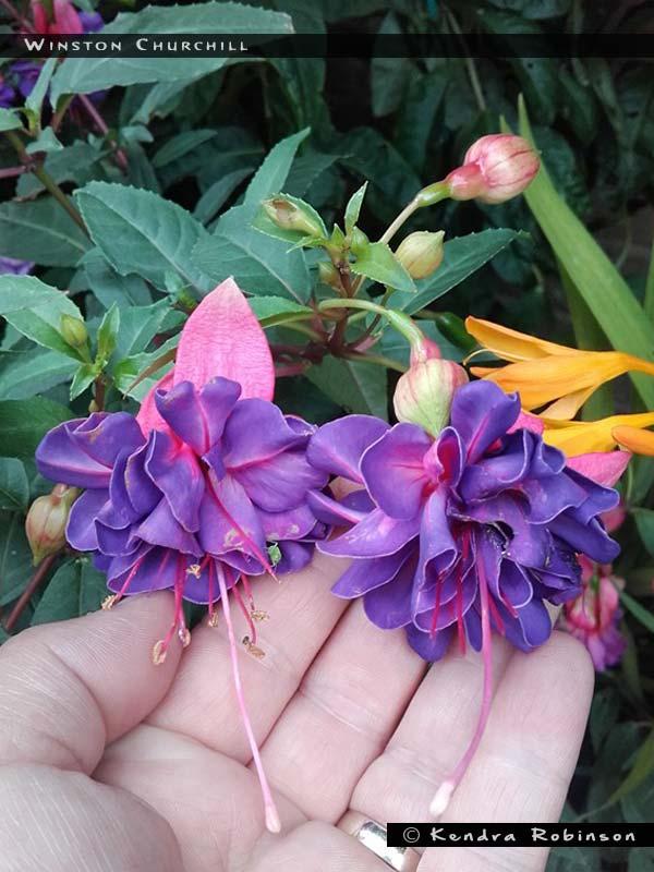 Fuchsia Winston Churchill Standard - View 9 from www redcrocus com