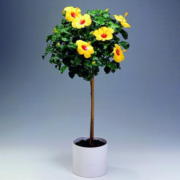 Hibiscus Standard Orange - View 10 from www redcrocus com