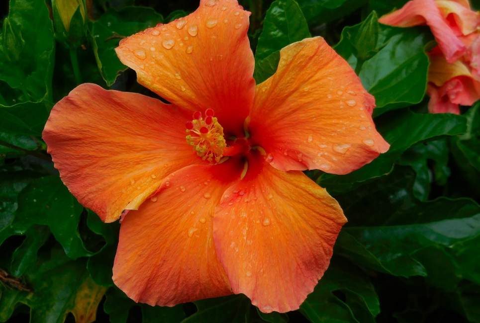 Hibiscus Standard Orange - View 1 from www redcrocus com