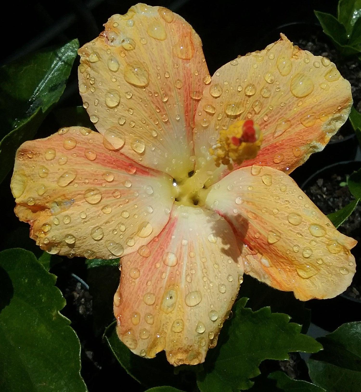Hibiscus Standard Orange - View 4 from www redcrocus com