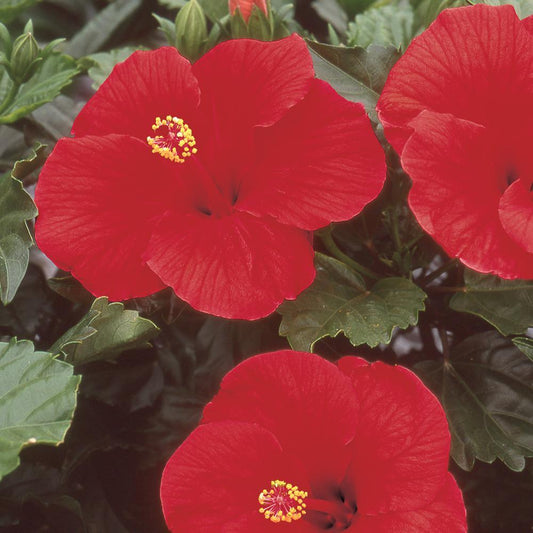 Hibiscus Braid Red - View 1 from www redcrocus com