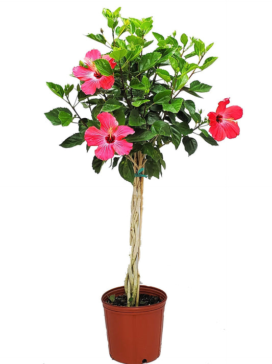 Hibiscus Braid Pink - View 1 from www redcrocus com