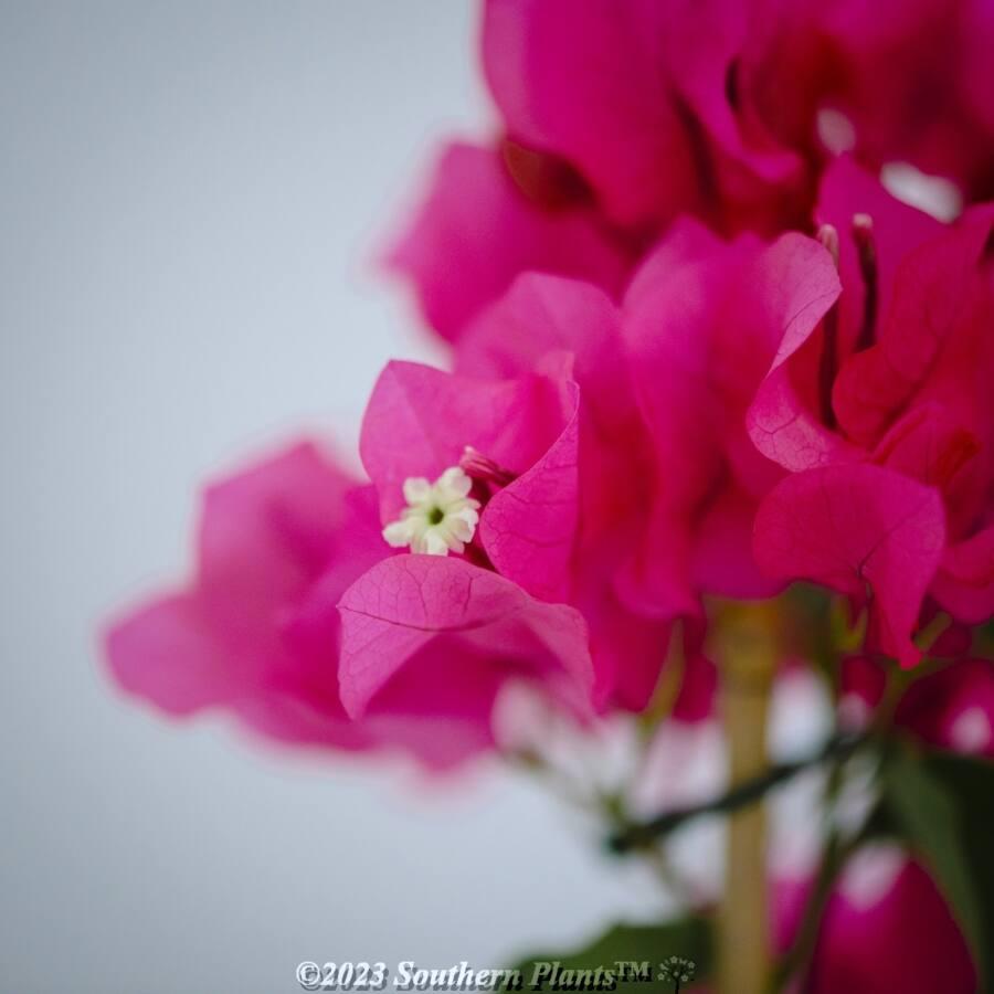 Bougainvillea Assorted Bush - View 9 from www redcrocus com