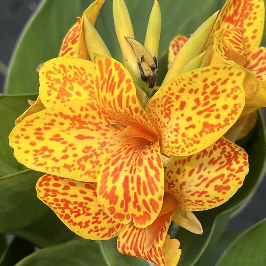 Canna 'tenerife Yellow' - View 10 from www redcrocus com