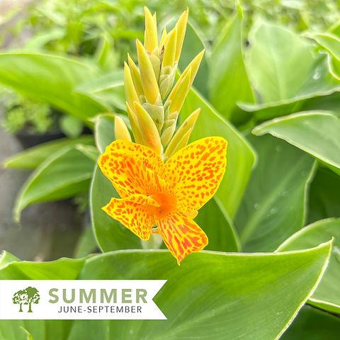 Canna 'tenerife Yellow' - View 13 from www redcrocus com