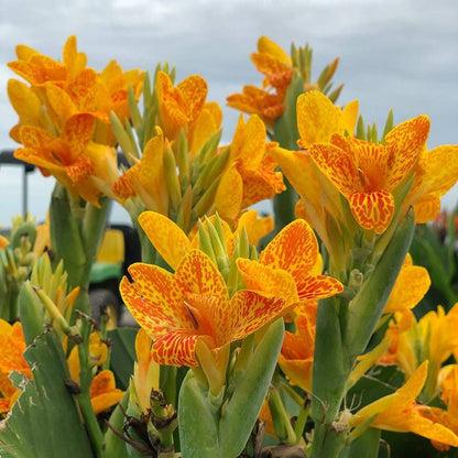 Canna 'tenerife Yellow' - View 14 from www redcrocus com