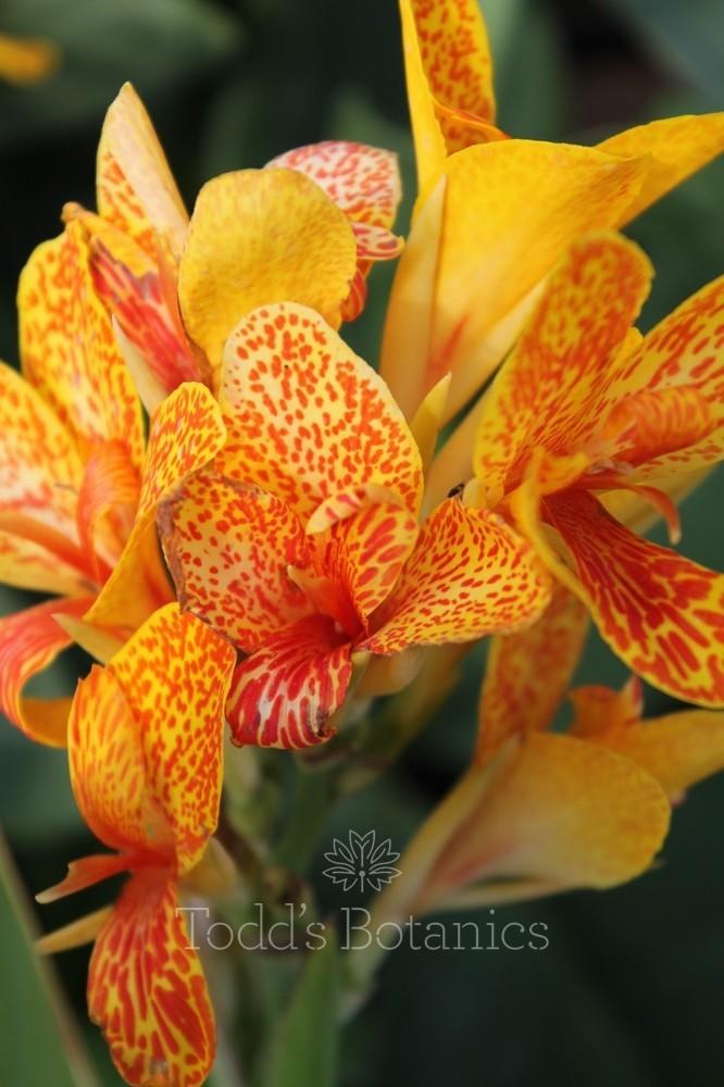 Canna 'tenerife Yellow' - View 16 from www redcrocus com
