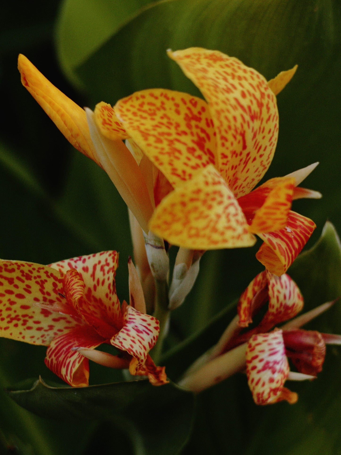 Canna 'tenerife Yellow' - View 18 from www redcrocus com