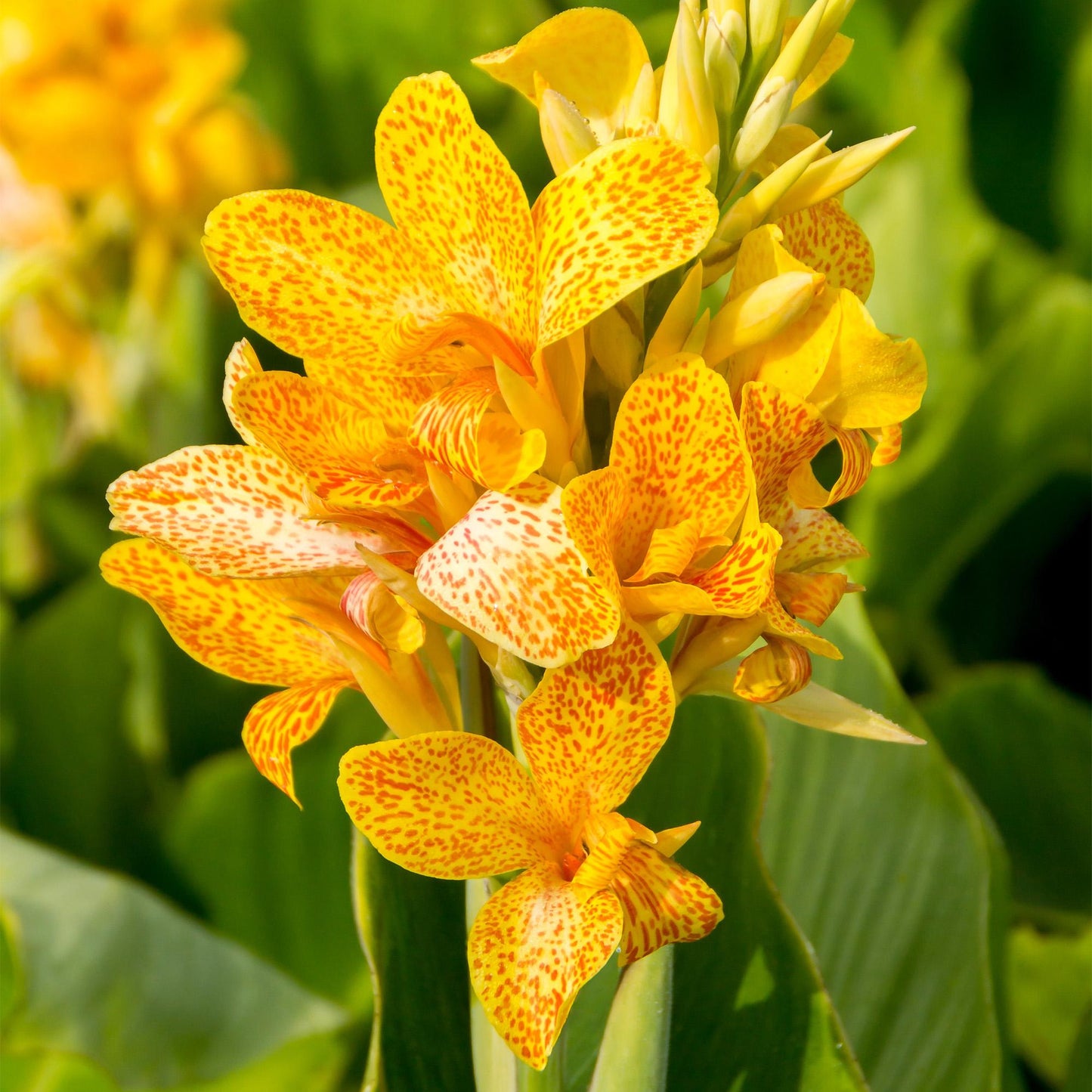 Canna 'tenerife Yellow' - View 19 from www redcrocus com