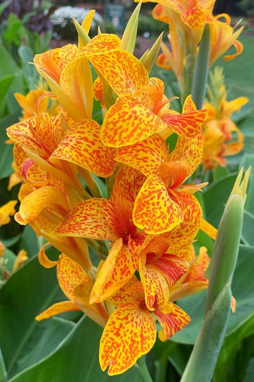Canna 'tenerife Yellow' - View 1 from www redcrocus com
