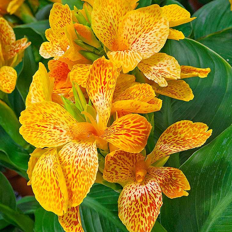 Canna 'tenerife Yellow' - View 20 from www redcrocus com