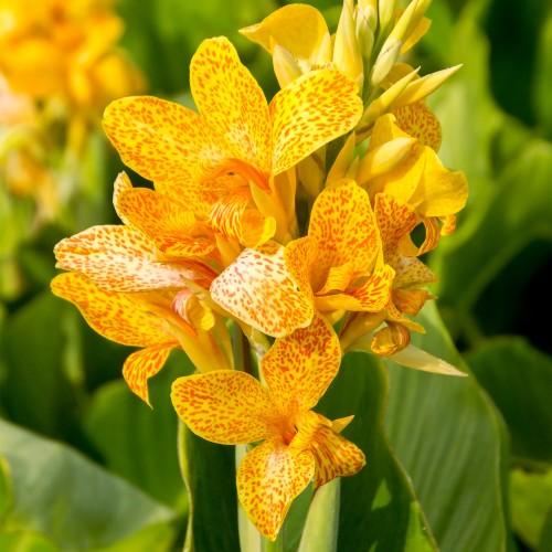 Canna 'tenerife Yellow' - View 22 from www redcrocus com