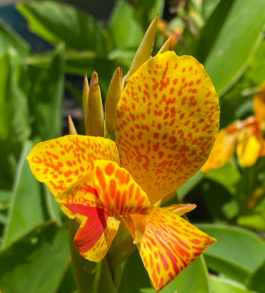 Canna 'tenerife Yellow' - View 24 from www redcrocus com