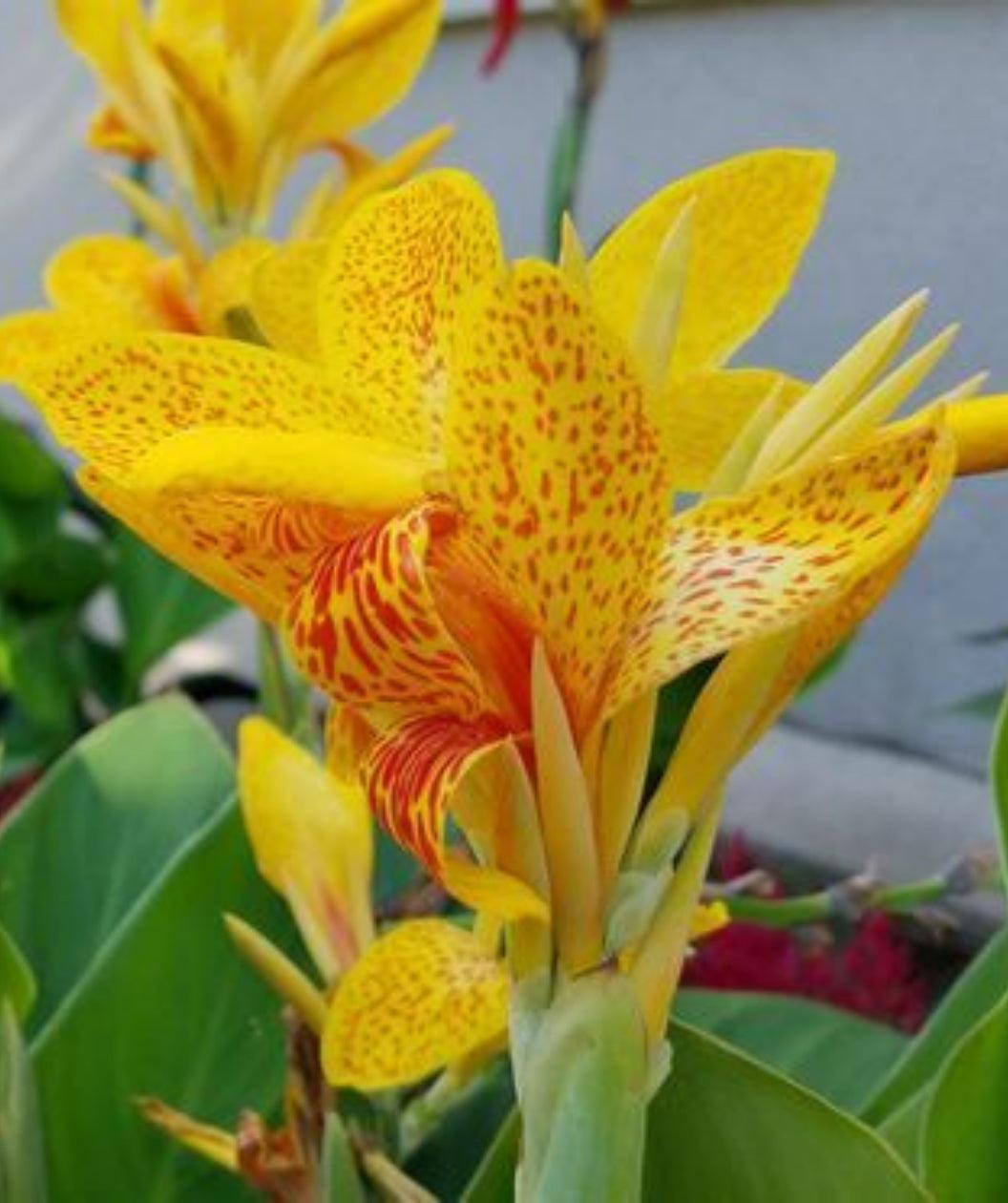Canna 'tenerife Yellow' - View 25 from www redcrocus com