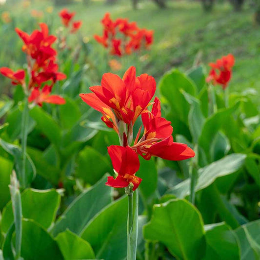 Canna 'tenerife Yellow' - View 28 from www redcrocus com