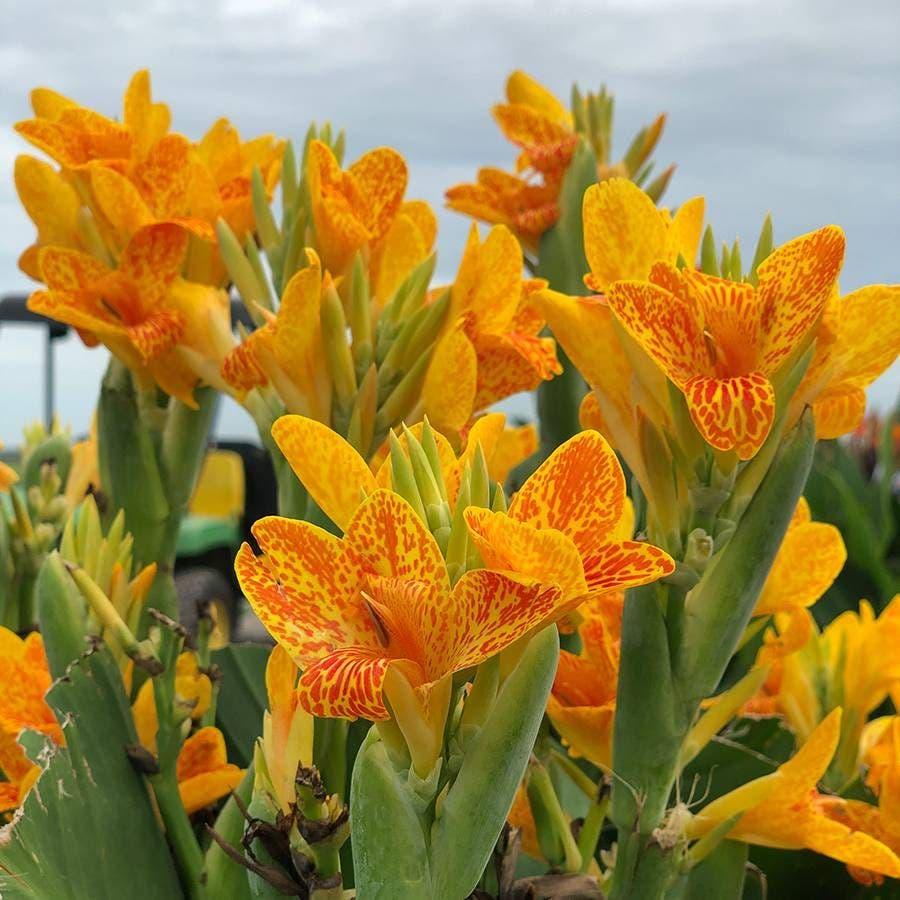 Canna 'tenerife Yellow' - View 2 from www redcrocus com