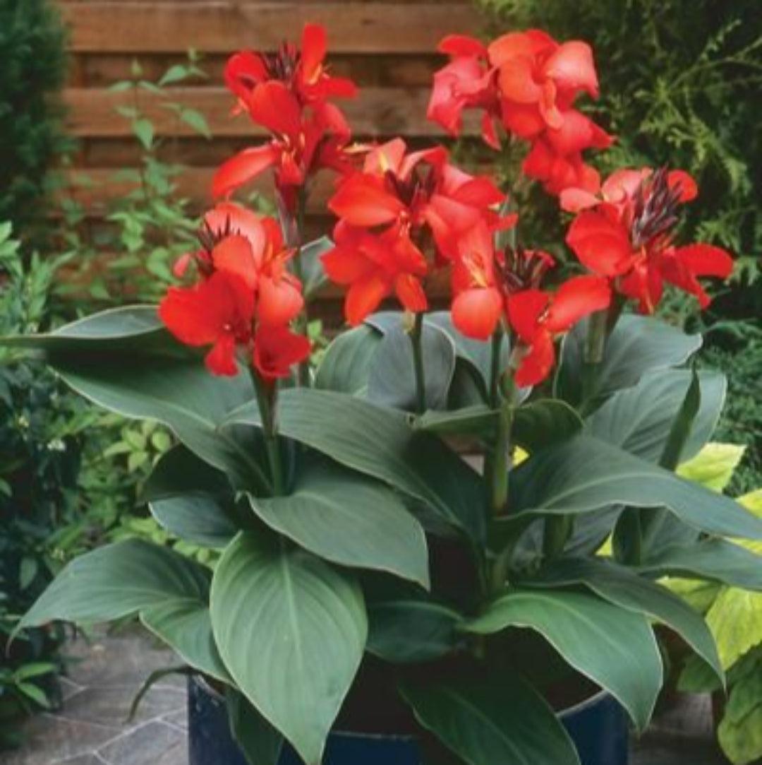 Canna 'tenerife Yellow' - View 30 from www redcrocus com