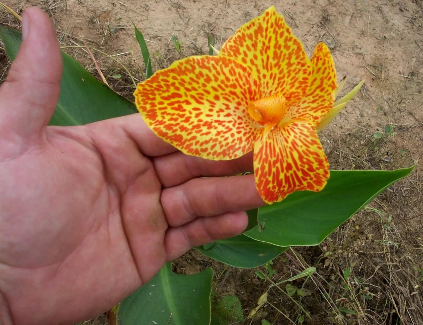Canna 'tenerife Yellow' - View 33 from www redcrocus com