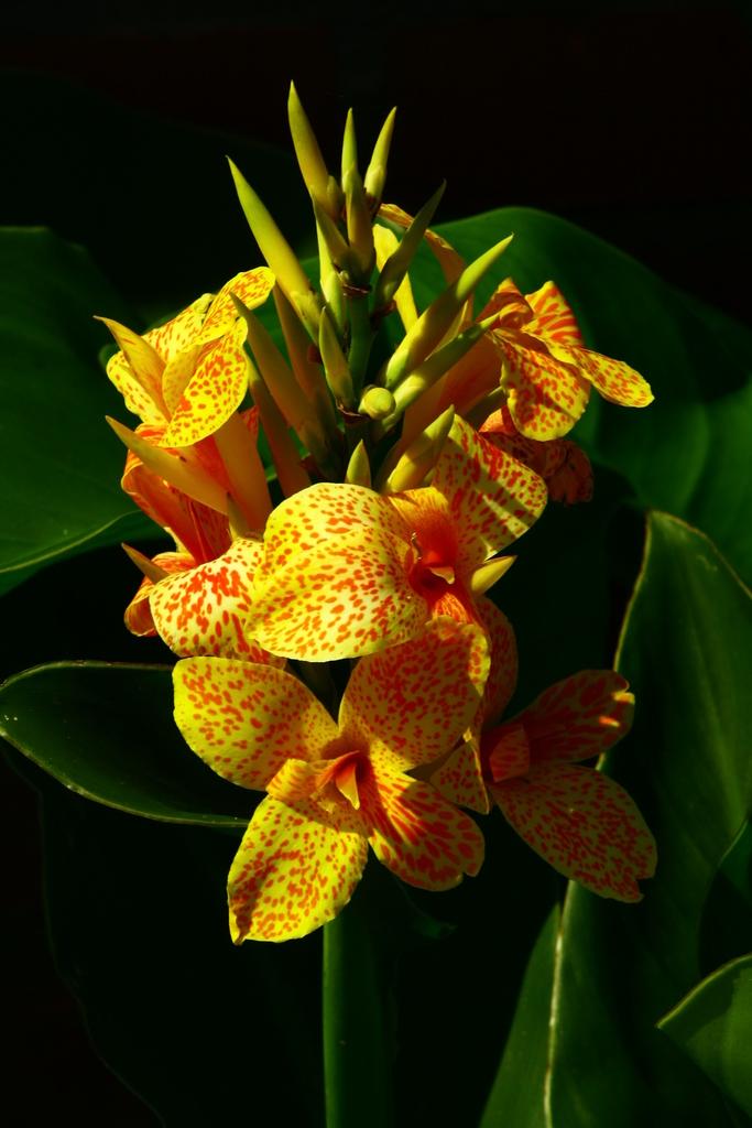 Canna 'tenerife Yellow' - View 34 from www redcrocus com
