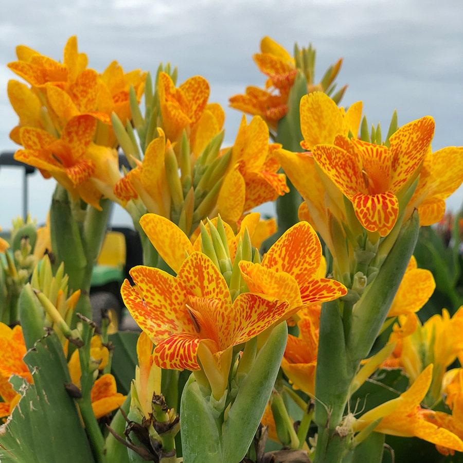 Canna 'tenerife Yellow' - View 3 from www redcrocus com