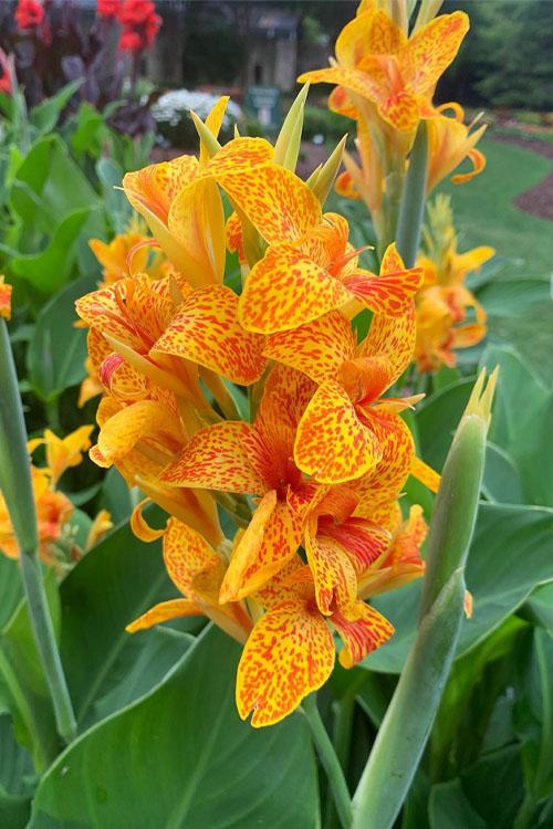 Canna 'tenerife Yellow' - View 4 from www redcrocus com