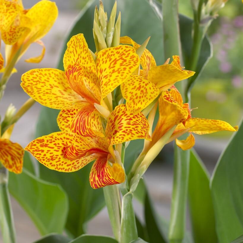 Canna 'tenerife Yellow' - View 7 from www redcrocus com