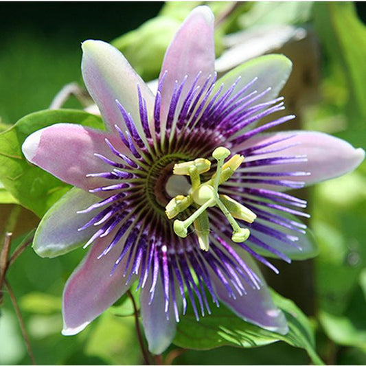 Passiflora X Assorted - View 1 from www redcrocus com