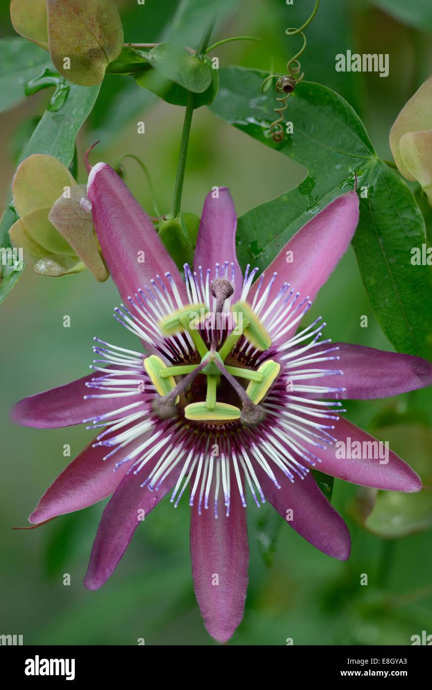 Passiflora X Assorted - View 3 from www redcrocus com